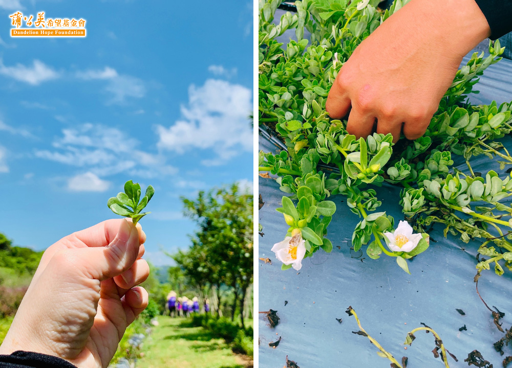透過一日小農計劃，帶領企業員工親手觸摸土壤的溫度，串起人與大自然的友善連結