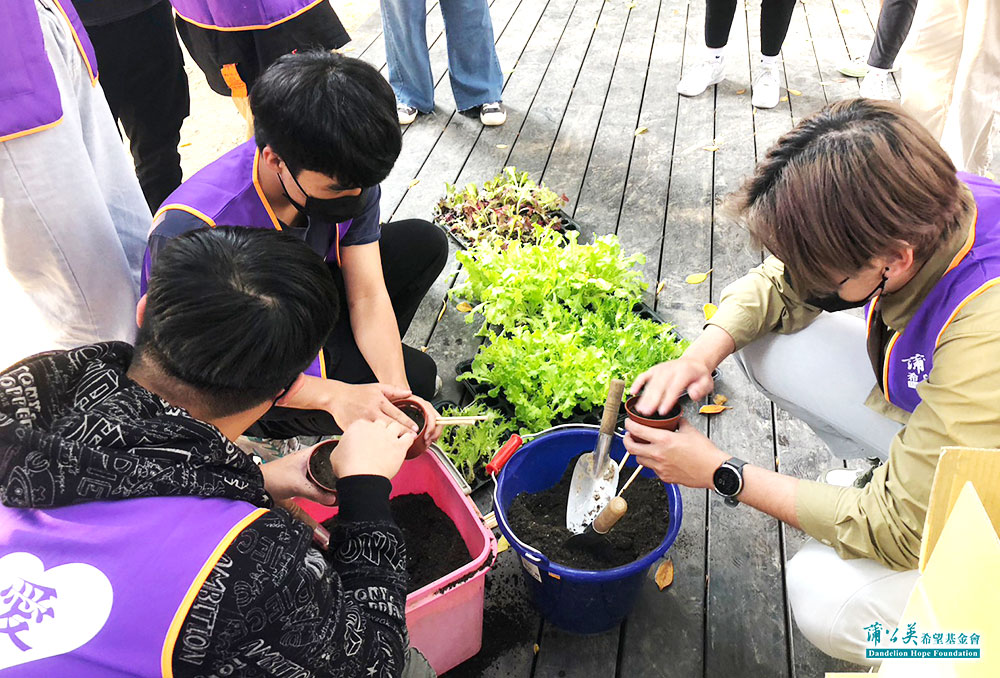 ▲在老師的指導下，讓學生調土，再將萵苣種植進盆栽中。